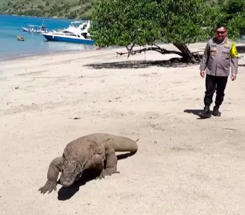 Fakta Baru Kasus Penjualan Anak Komodo: Pelaku Sudah 5 Kali Layani Pesanan dari Bali dan Jawa