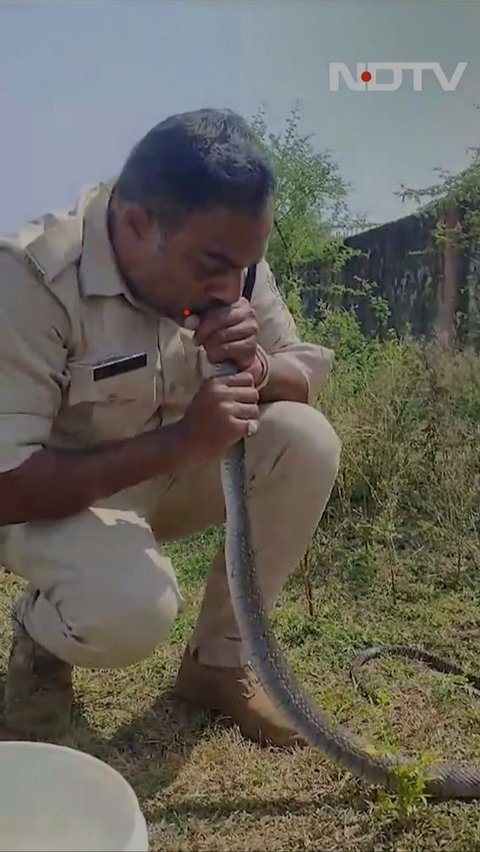 Menakjubkan, Polisi India Beri Napas Buatan untuk Ular!