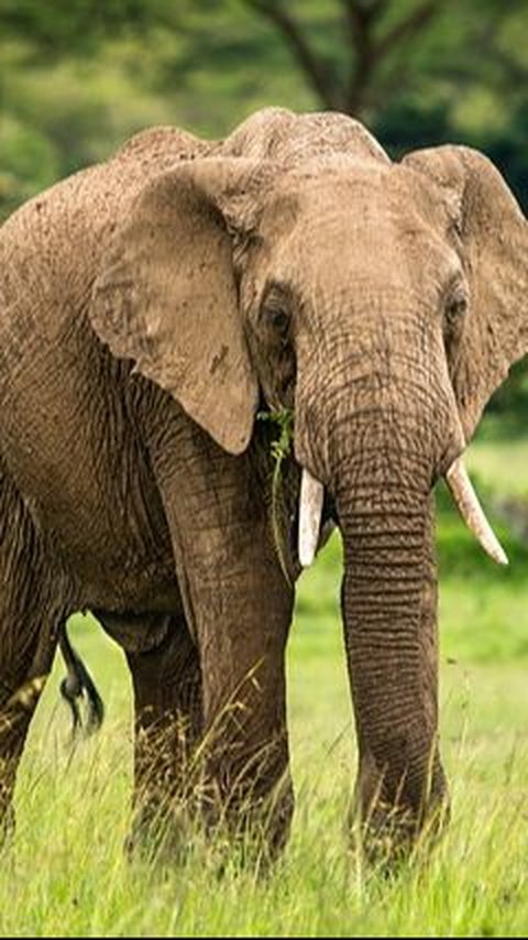 Gajah Semak Afrika