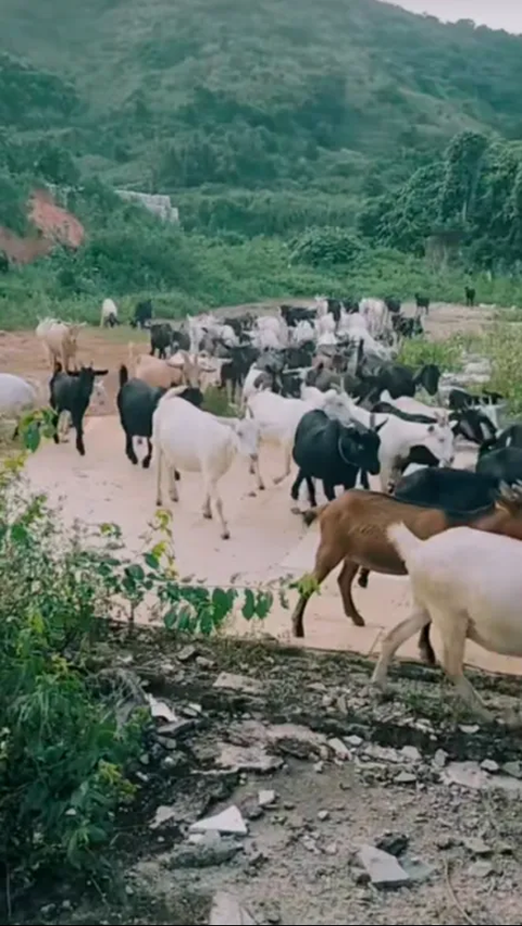 Viral Dozens of Goats Immediately Obey When Told to Go Home by Their Owner, Netizens: Is It Allowed as Much as Ulfa Did?