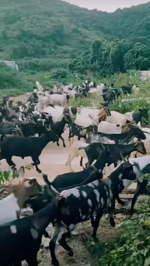 Viral Dozens of Goats Immediately Obeying When Told to Return by Their Owner, Netizens: Can That Be as Ulfa?