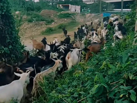 Viral Dozens of Goats Immediately Obeying When Told to Return by Their Owner, Netizens: Can That Be as Ulfa?