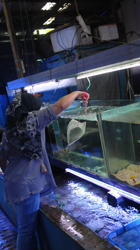 Pasar Ikan Hias Sumenep ini buka setiap hari, dari hari Senin sampai dengan Minggu dari pukul 06.30 hingga 21.00 WIB.