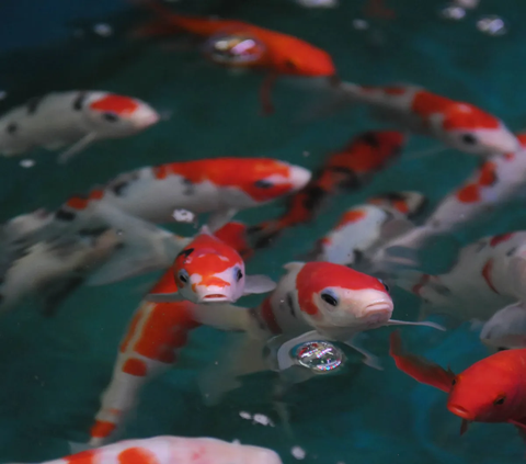 FOTO: Blusukan ke Pasar Sumenep Saat Indonesia Jadi Eksportir Ikan Hias Terbesar Kedua Dunia