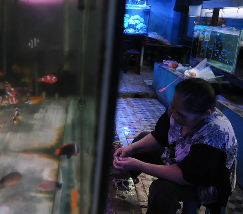 Pedagang ikan hias sedang melakukan perawatan aquarium saat menjual ikan-ikan hias di Pasar ikan Hias Sumenep, Jakarta, Senin (6/11/2023).