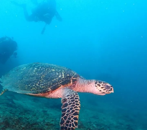 Deretan Foto Kaesang dan Erina Gudono saat Diving di Situbondo, Netizen 'Emang Boleh Seromantis ini'