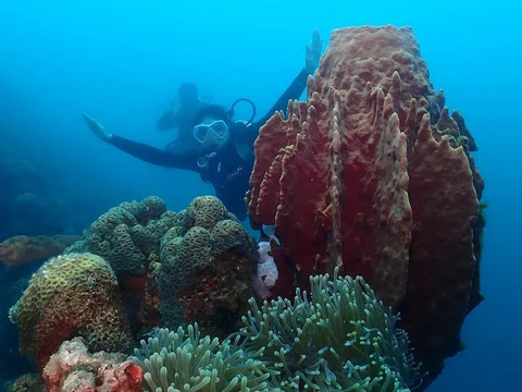 Deretan Foto Kaesang dan Erina Gudono saat Diving di Situbondo, Netizen 'Emang Boleh Seromantis ini'
