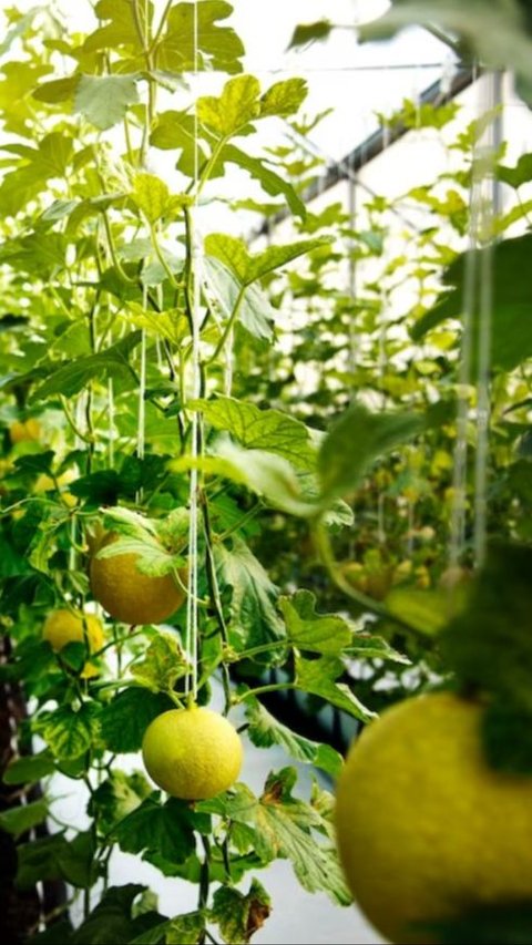 <b>Orang Tua Bolak-balik Rugi Gagal Panen Melon, Pemuda Ini Coba Tanam di Lahan Sempit Depan Rumah, Tak Disangka Cuannya Berlipat Ganda</b>