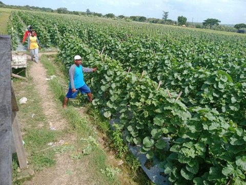 Orang Tua Bolak-balik Rugi Gagal Panen Melon, Pemuda Ini Coba Tanam di Lahan Sempit Depan Rumah, Tak Disangka Cuannya Berlipat Ganda