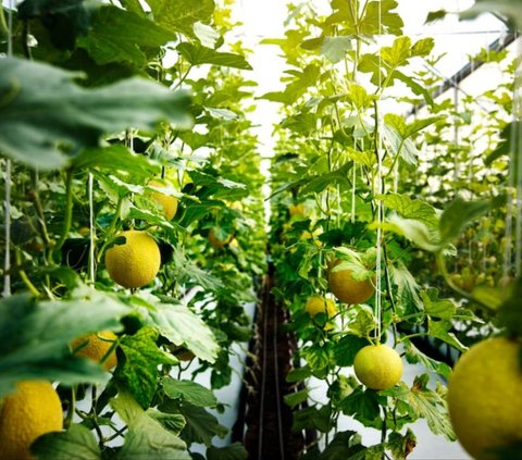 Orang Tua Bolak-balik Rugi Gagal Panen Melon, Pemuda Ini Coba Tanam di Lahan Sempit Depan Rumah, Tak Disangka Cuannya Berlipat Ganda