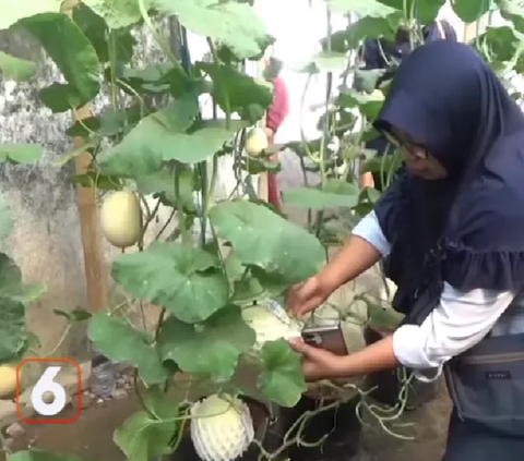 Orang Tua Bolak-balik Rugi Gagal Panen Melon, Pemuda Ini Coba Tanam di Lahan Sempit Depan Rumah, Tak Disangka Cuannya Berlipat Ganda