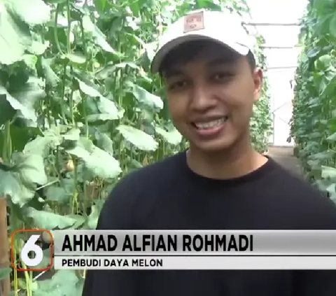 Orang Tua Bolak-balik Rugi Gagal Panen Melon, Pemuda Ini Coba Tanam di Lahan Sempit Depan Rumah, Tak Disangka Cuannya Berlipat Ganda