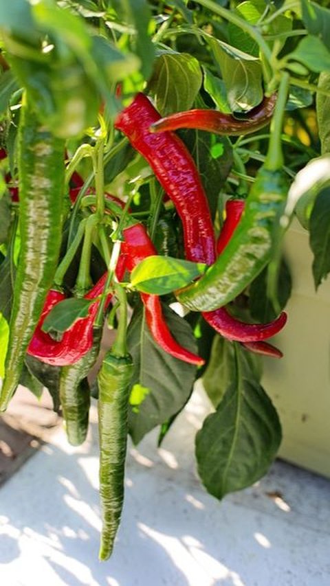 Manfaat Cayenne Pepper bagi Kesehatan, Kurangi Peradangan hingga Tingkatkan Stamina