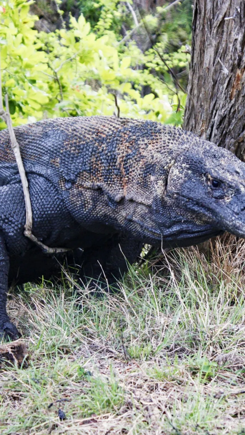 Populasi Komodo di Taman Nasional Komodo Capai 3.156 ekor, Sempat Menurun 100 Tahun 2022<br>