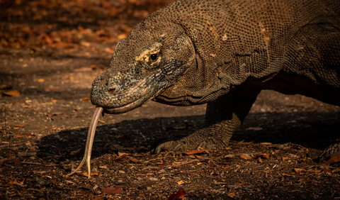 Hal ini disebabkan karena kondisi populasi satwa mangsa yang menurun sebagai akibat tingginya populasi Komodo pada tahun sebelumnya. <br>