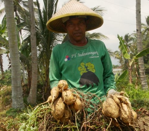 Ubi Jalar Madu Lereng Semeru, Tanaman Pencetak Cuan saat Kemarau