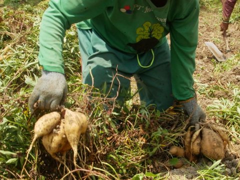 Ubi Jalar Madu Lereng Semeru, Tanaman Pencetak Cuan saat Kemarau