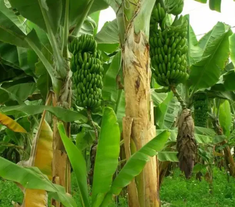 Pria Banyuwangi Ini Dulu Keliling Jualan Pelepah Pisang, Kini Jadi Saudagar Kerajinan Tangan Berbahan Alam yang Laris di Pasar Luar Negeri