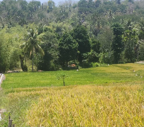 DPR: Insentif Harga Membuat Petani Semangat Tingkatkan Produksi Disaat El Nino