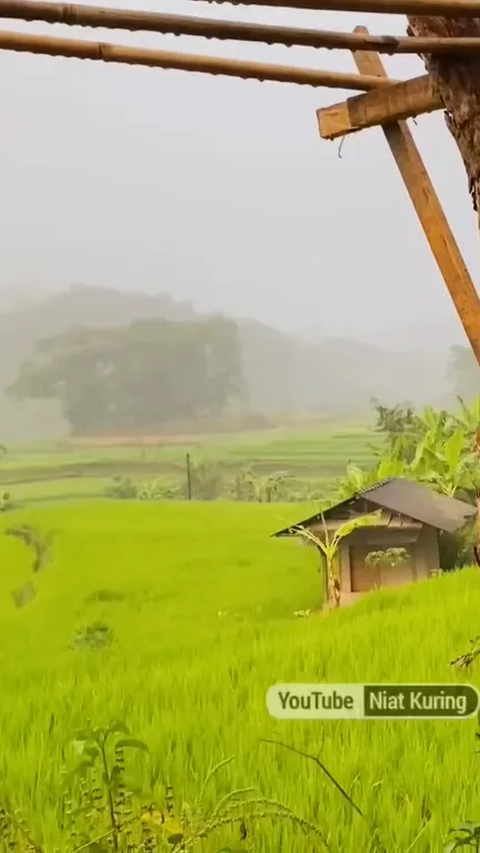 Indahnya Kampung Sukatinggal Tasikmalaya saat Diguyur Hujan, Pemandangan Sawahnya Curi Perhatian