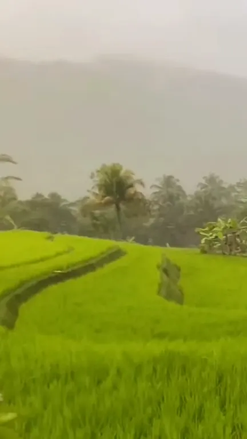 Indahnya Kampung Sukatinggal Tasikmalaya saat Diguyur Hujan, Pemandangan Sawahnya Curi Perhatian