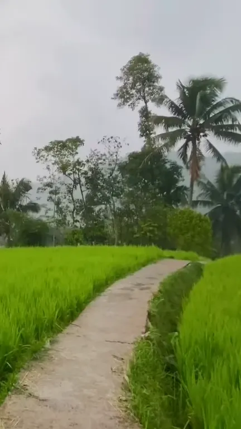 Indahnya Kampung Sukatinggal Tasikmalaya saat Diguyur Hujan, Pemandangan Sawahnya Curi Perhatian