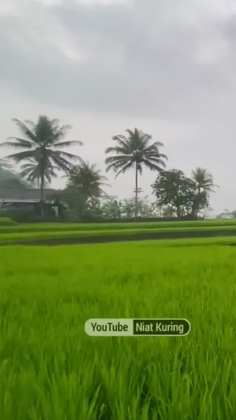 Indahnya Kampung Sukatinggal Tasikmalaya saat Diguyur Hujan, Pemandangan Sawahnya Curi Perhatian