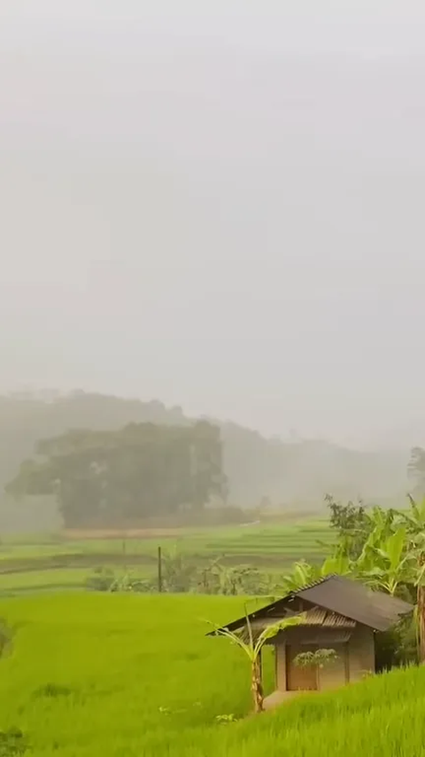 Indahnya Kampung Sukatinggal Tasikmalaya saat Diguyur Hujan, Pemandangan Sawahnya Curi Perhatian