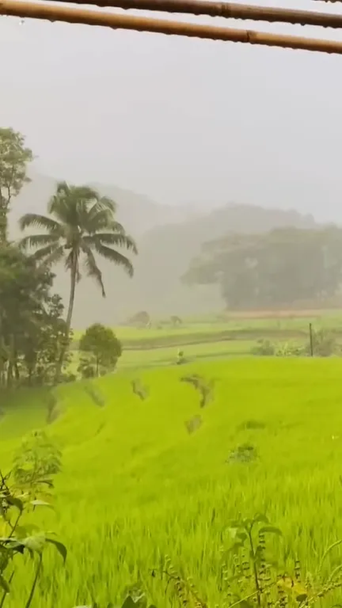 Indahnya Kampung Sukatinggal Tasikmalaya saat Diguyur Hujan, Pemandangan Sawahnya Curi Perhatian