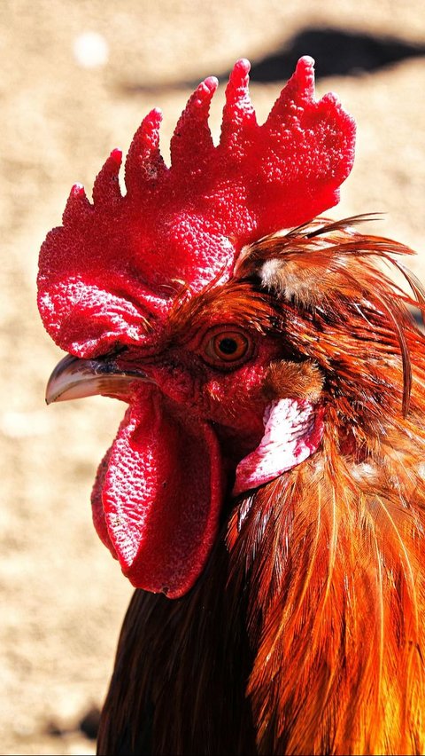 <b>9 Jenis Ayam Aduan Paling Mematikan dan Populer, Kenali Cirinya</b>
