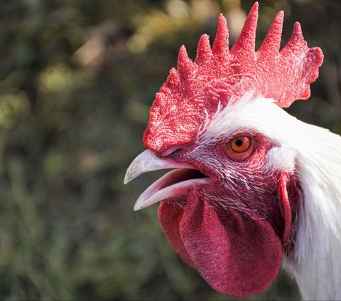 Jenis Ayam Aduan Paling Mematikan dan Populer, Kenali Cirinya