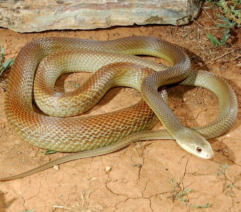 Top 10 Deadliest Snakes In The World: Venomous Vipers You Must Be Aware ...