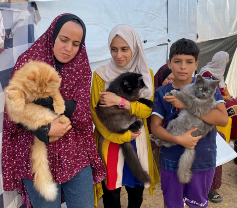 Di tengah tenda darurat pengungsi Khan Younis di Jalur Gaza selatan yang dipadati pengungsi, ada tiga ekor kucing bernama Simsim, Brownie, dan Liza memberikan momen kegembiraan kepada anak-anak Palestina yang kehilangan keceriannya.