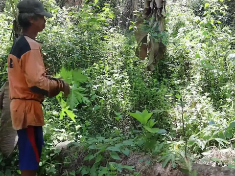 Berladang Jauh di Dalam Hutan, Petani Pangandaran Makan Ini Demi Bertahan Hidup