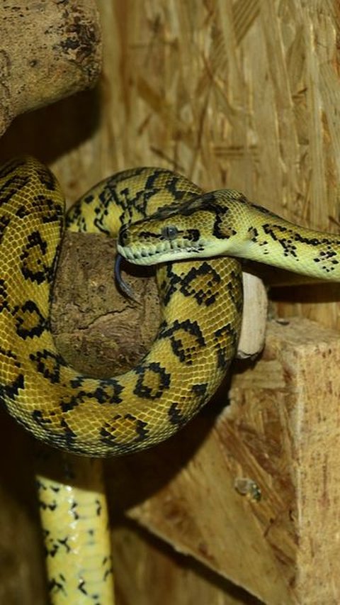 Not only Monkeys, Apparently Pythons are also Skilled at Climbing Trees