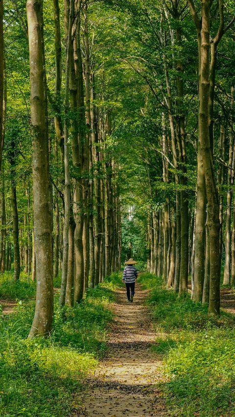 <b>Trekking ke Dalam Hutan</b>