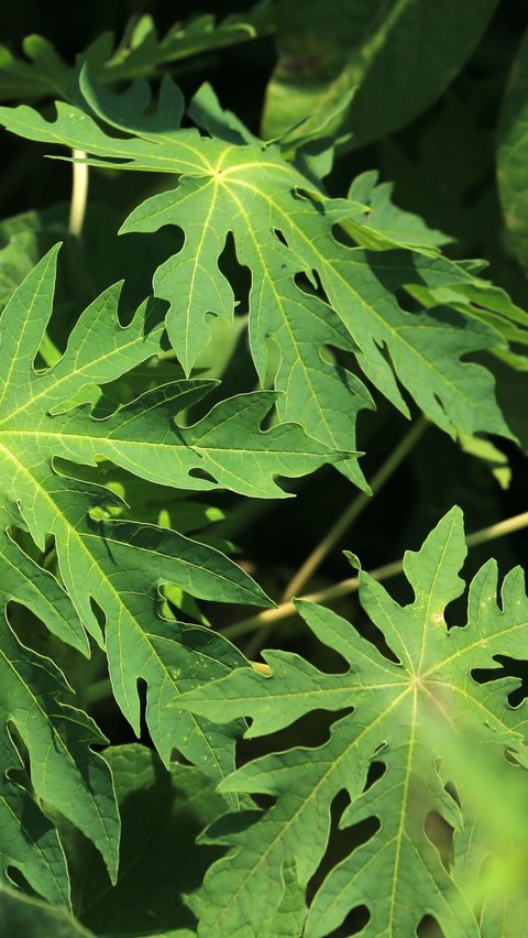 Cara Mudah Hilangkan Rasa Pahit Daun Pepaya dengan Daun Senggani