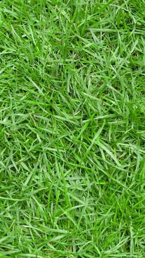 4. Rumput Zoysia<br>