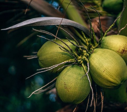 Is it Safe for Pregnant Women to Drink Coconut Water Routinely? Find Out the Facts