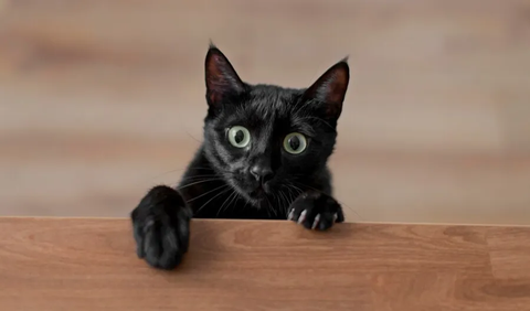 1. Kucing Hitam sebagai Pembawa Keberuntungan