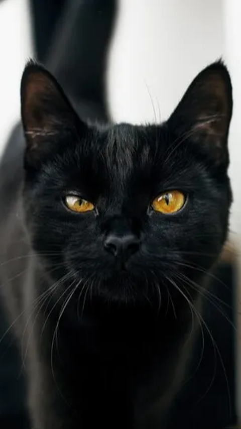 5. Bombay Cat: Ras Anabul Berbulu Hitam Selalu