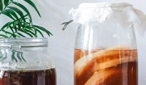 ilustrasi kombucha