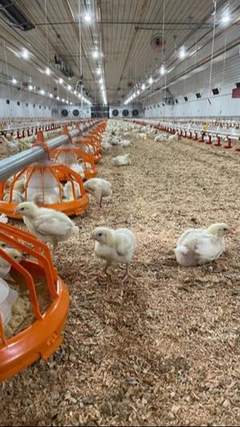 Budi Daya Hewan yang Paling Mudah, Cukup di Rumah Saja!