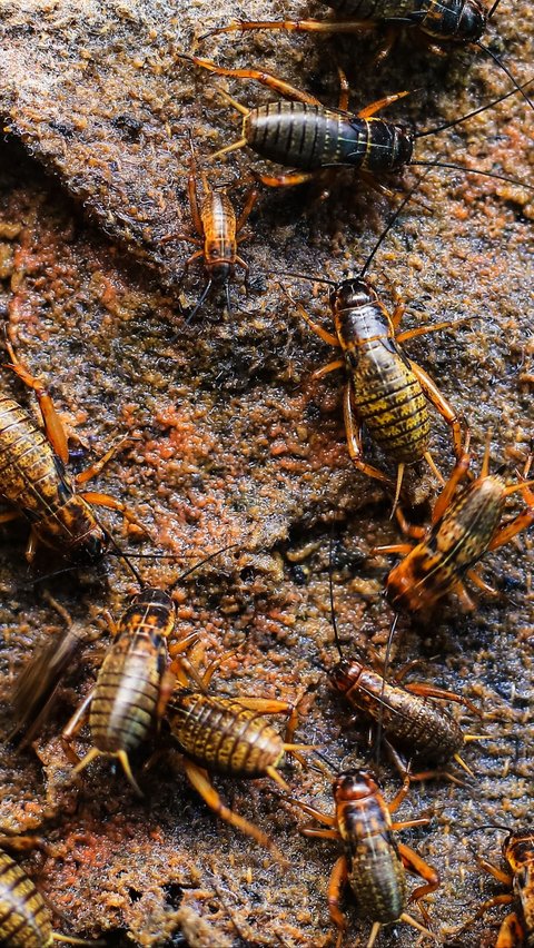 Budi Daya Hewan yang Paling Mudah, Cukup di Rumah Saja!