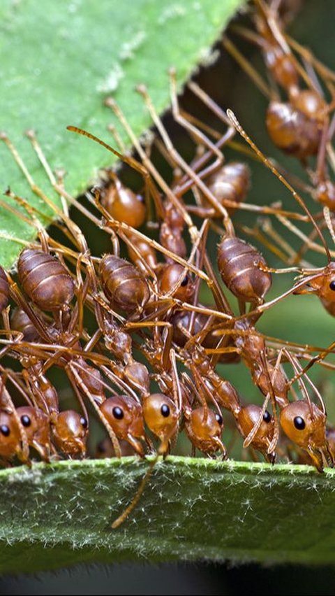 Budi Daya Hewan yang Paling Mudah, Cukup di Rumah Saja!