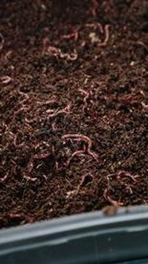 Budi Daya Hewan yang Paling Mudah, Cukup di Rumah Saja!