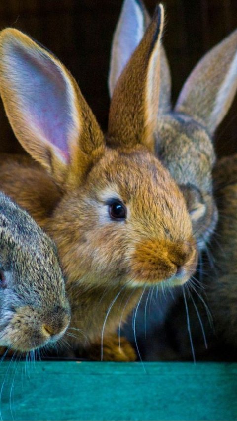 Budi Daya Hewan yang Paling Mudah, Cukup di Rumah Saja!