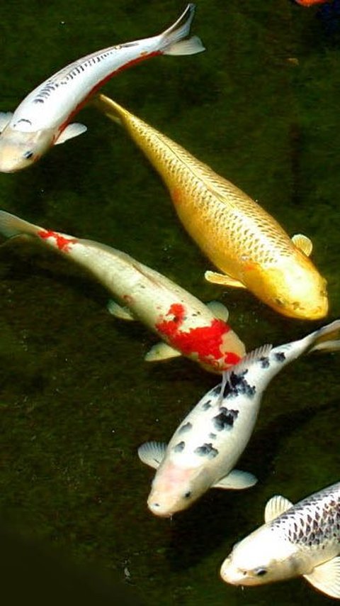 Budi Daya Hewan yang Paling Mudah, Cukup di Rumah Saja!