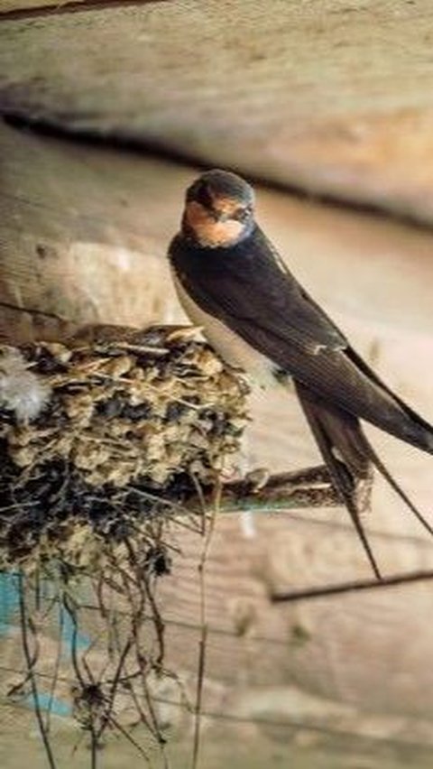 Budi Daya Hewan yang Paling Mudah, Cukup di Rumah Saja!