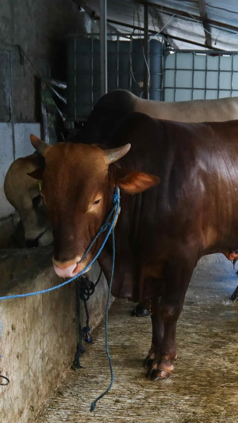 Pekerja mengatur konverter biogas yang mengubah kotoran sapi menjadi gas untuk kebutuhan tumah tangga di kawasan Pancoran, Jakarta, Selasa (12/12/2023). Proses pemanfaatan biogas itu sudah tersambung ke tujuh rumah warga di sekitar peternakan tersebut. Selain untuk memasak, limbah tersebut juga bisa digunakan sebagai pupuk kandang di sektor pertanian.